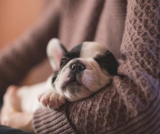 puppy