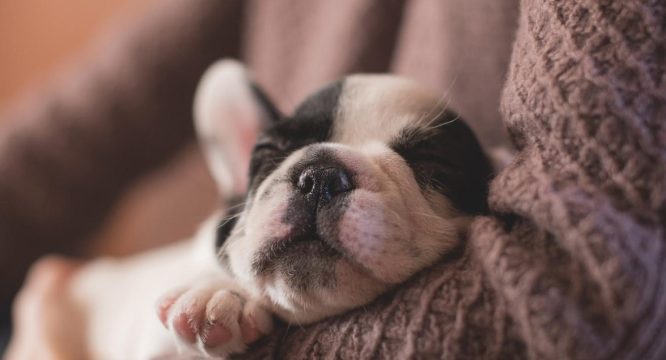 puppy